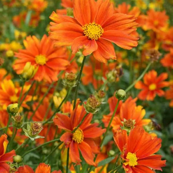 Li'l Bang™ Darling Clementine Coreopsis - Perennial - Nature Hills Nursery - 1 Container - 