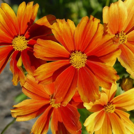 Li'l Bang™ Darling Clementine Coreopsis - Perennial - Nature Hills Nursery - 1 Container - 