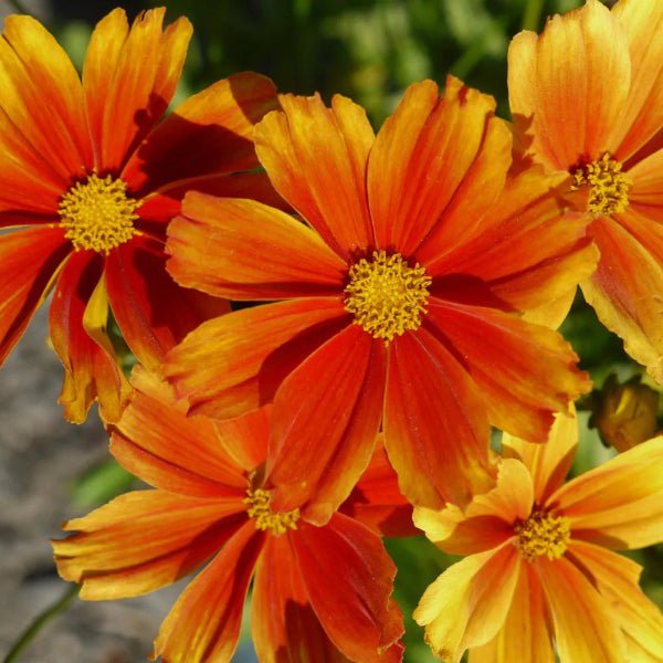 Li'l Bang™ Darling Clementine Coreopsis - Perennial - Nature Hills Nursery - 1 Container - 