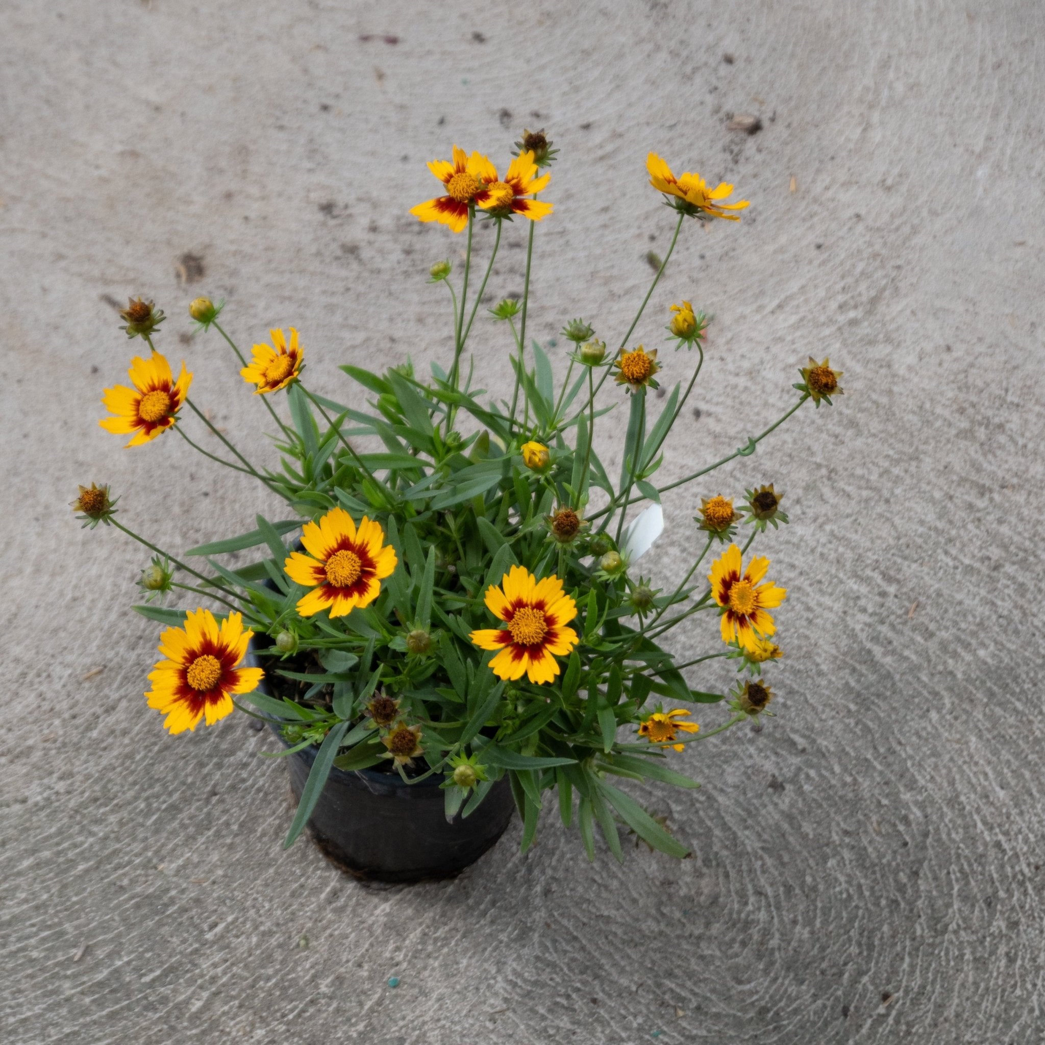 Lil Bang Daybreak Coreopsis in a black nursery pot with bright yellow and red bicolor daisy-like blooms on slender green stems.