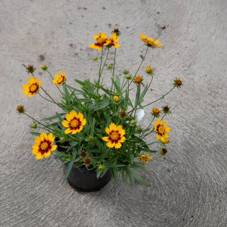 Lil Bang Daybreak Coreopsis in a black nursery pot with bright yellow and red bicolor daisy-like blooms on slender green stems.