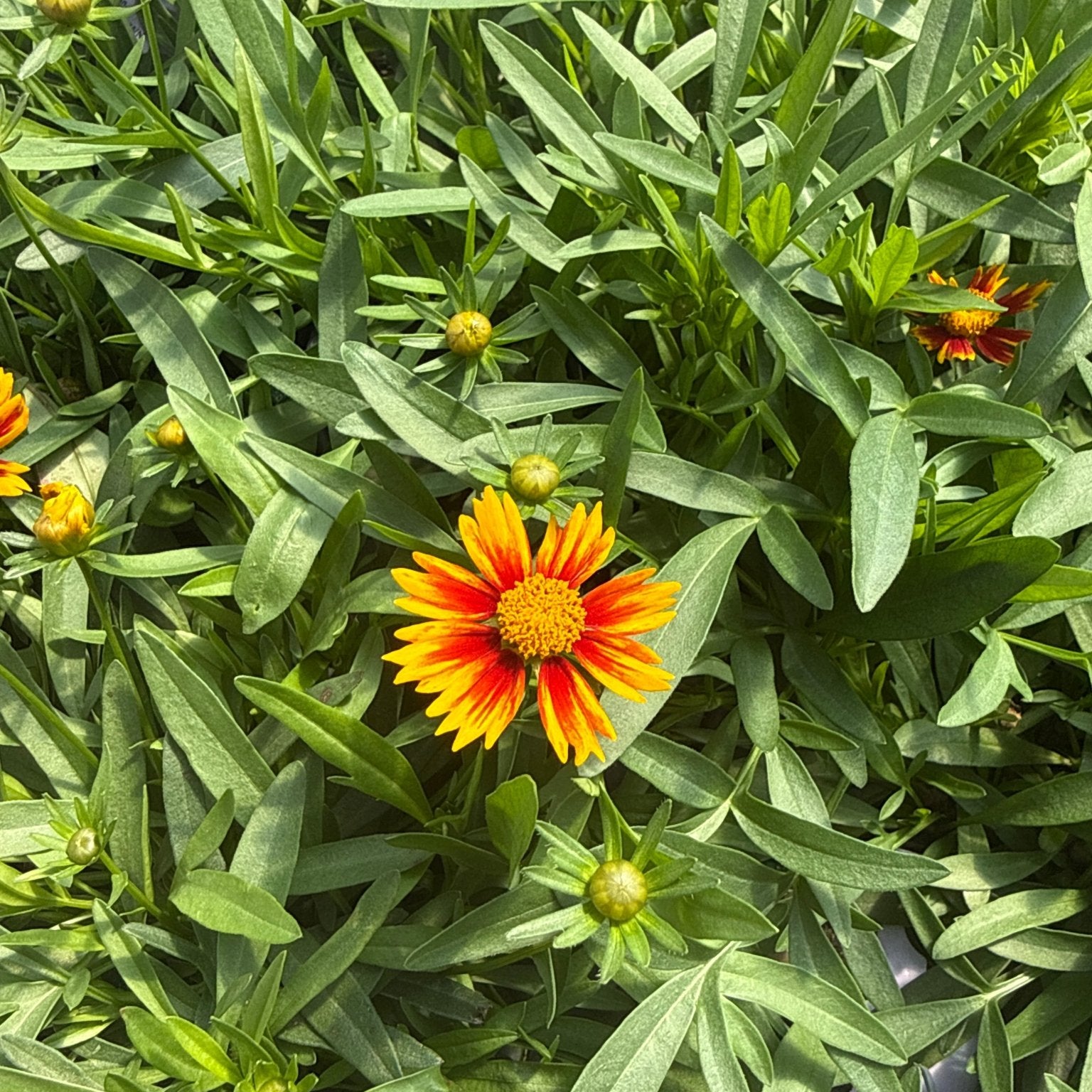 Lil Bang Daybreak Coreopsis displays bright orange and red bicolor daisy flowers with yellow centers above narrow threadleaf foliage in full bloom.
