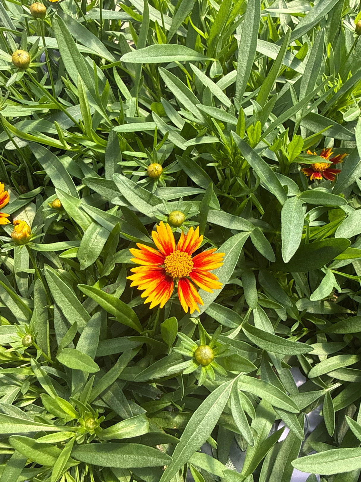 Lil Bang Daybreak Coreopsis displays bright orange and red bicolor daisy flowers with yellow centers above narrow threadleaf foliage in full bloom.