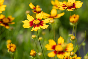 Lil Bang Daybreak Coreopsis blooms with bright yellow petals and deep red centers on slender stems against green foliage.
