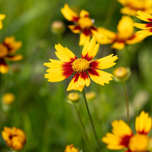 Lil Bang Daybreak Coreopsis flowers with bright yellow petals and deep red centers blooming in a sunny garden.