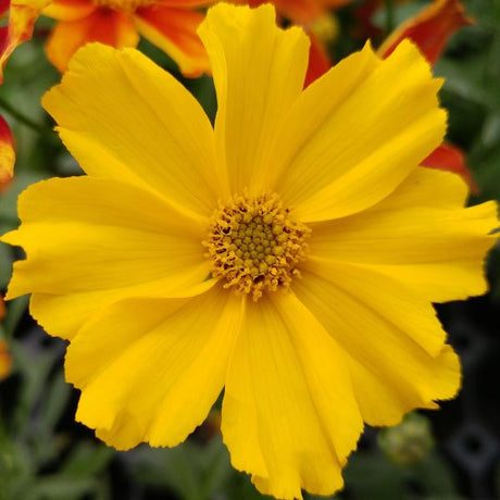 Li'l Bang™ Goldilocks Coreopsis (Coreopsis x Li'l Bang 'Goldilocks' PP32,336), a perennial featuring yellow flowers and perennial.