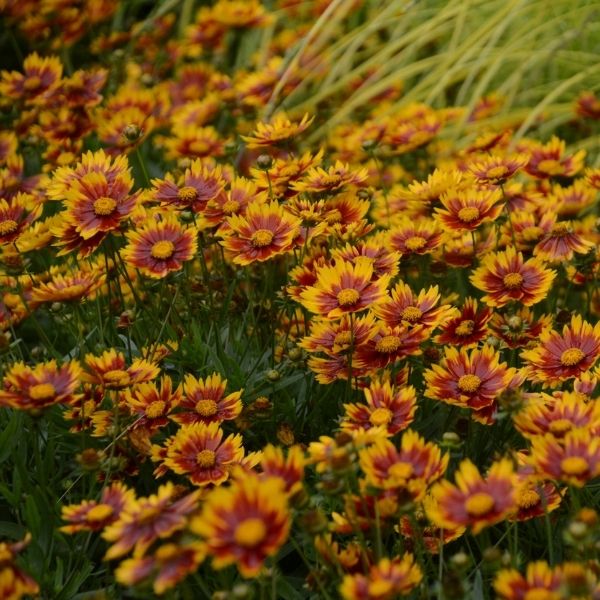 Lil Bang&trade; Daybreak Coreopsis - Nature Hills Nursery - #1 Container - 