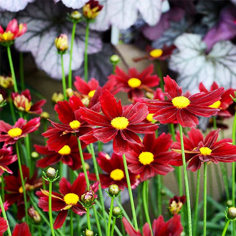 Li'L Bang&trade; Red Elf Coreopsis - Nature Hills Nursery - #1 Container - 