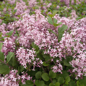 korean lavender tree Dwarf Korean Lilac