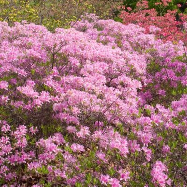 Lilac Lights™ Azalea - Bush - Nature Hills Nursery - 3 Container - 