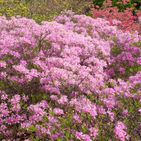 Lilac Lights™ Azalea - Bush - Nature Hills Nursery - 3 Container - 