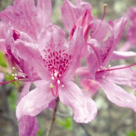 Lilac Lights™ Azalea - Bush - Nature Hills Nursery - 3 Container - 