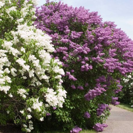 Pocahontas Lilac (Syringa x hyacinthiflora 'Pocahontas') growing in a garden landscape, showing mature shrub form.
