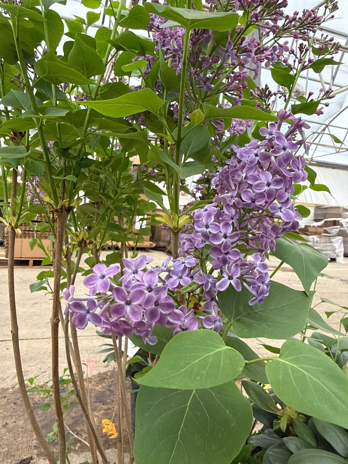Pocahontas Lilac shrub displays abundant clusters of fragrant lavender-purple flowers among bright green heart-shaped leaves in a nursery greenhouse.