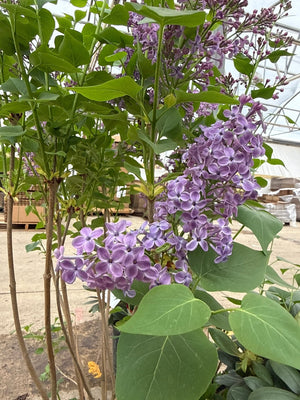 Pocahontas Lilac shrub displays abundant clusters of fragrant lavender-purple flowers among bright green heart-shaped leaves in a nursery greenhouse.