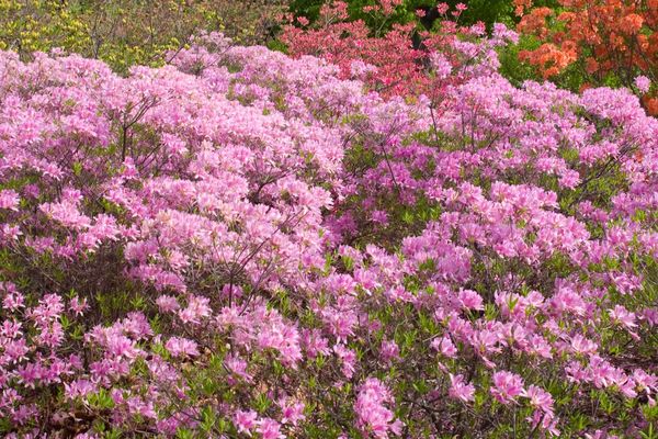 Lilac Lights™ Azalea