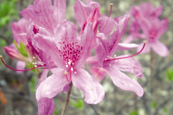 Lilac Lights™ Azalea