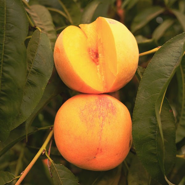 Lilleland Peach - Nature Hills Nursery - #3 Container 4 - 5 Feet - 