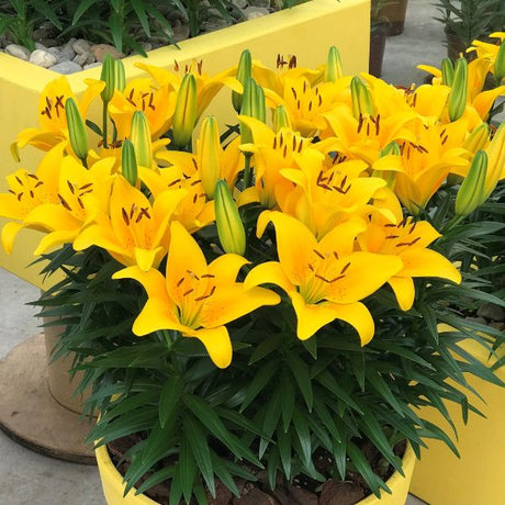 Lily Looks™ Tiny Bee Asiatic Lily (Lilium asiatic 'Tiny Bee' PP16,255), a perennial featuring yellow flowers and perennial.