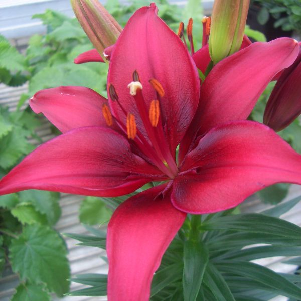 Lily Looks™ Tiny Ghost Asiatic Lily - Nature Hills Nursery - Premium #1 Container - 