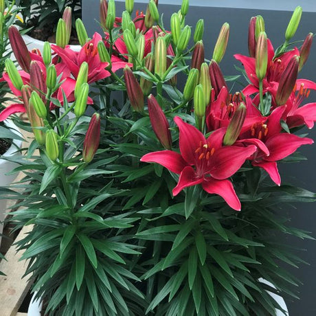 Lily Looks™ Tiny Ghost Asiatic Lily (Lilium asiatic 'Tiny Ghost' PP16,161), a perennial featuring pink flowers and perennial.