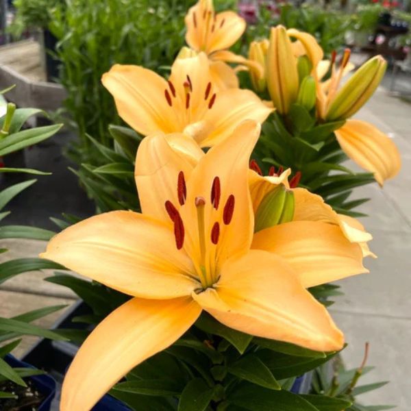 Lily Looks™ Tiny Moon Asiatic Lily - Nature Hills Nursery - Premium #1 Container - 