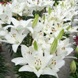 Lily Looks&trade; Tiny Crystal Asiatic Lily - Nature Hills Nursery - #1 Container - 