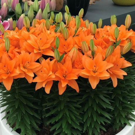 Lily Looks&trade; Tiny Double You Asiatic Lily - Nature Hills Nursery - #1 Container - 