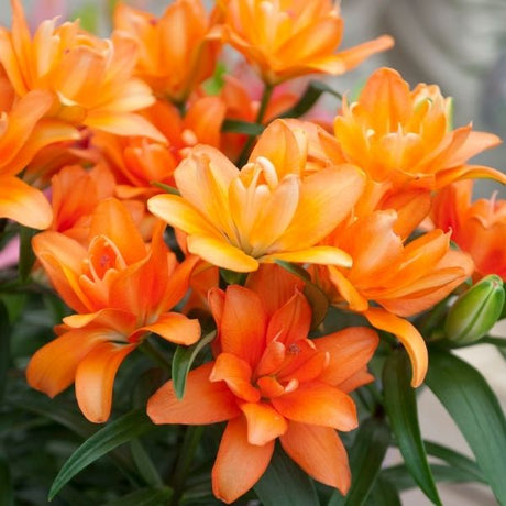 Lily Looks&trade; Tiny Double You Asiatic Lily - Nature Hills Nursery - #1 Container - 