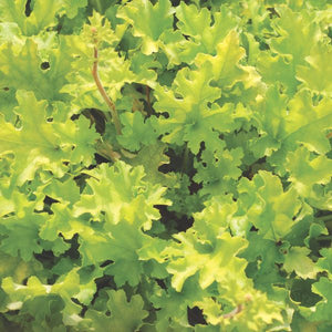 Lime Marmalade Coral Bells (Heuchera x 'Lime Marmalade' PP21,861) planted in a residential landscape.
