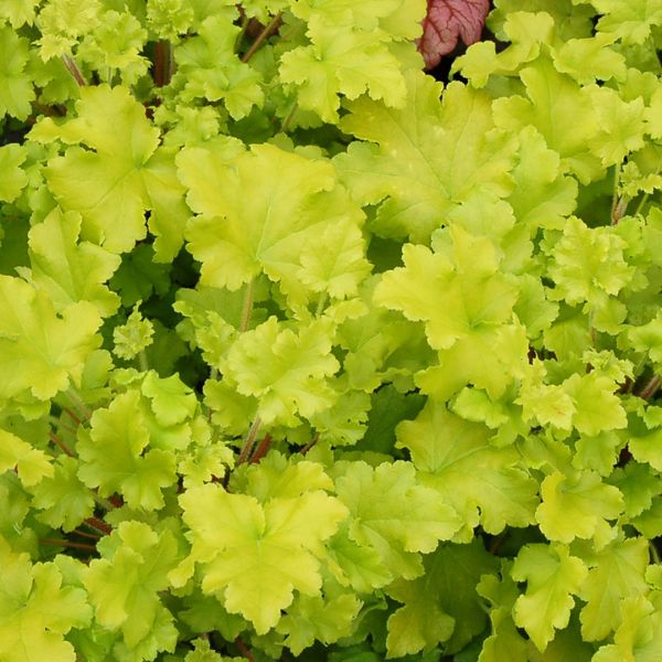 Perennial foliage of Lime Marmalade Coral Bells (Heuchera x 'Lime Marmalade' PP21,861) in a garden setting.