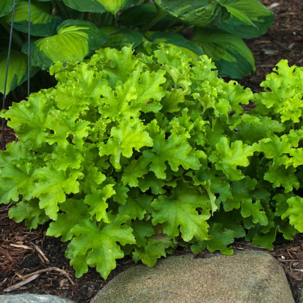 Lime Marmalade Coral Bells (Heuchera x 'Lime Marmalade' PP21,861) growing in a garden landscape, showing mature perennial form.