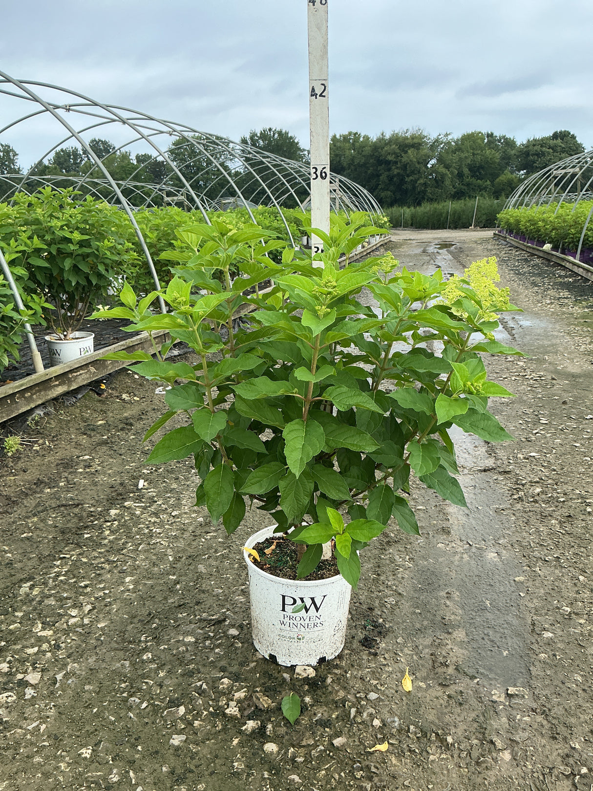 Limelight Panicle Hydrangea shrub in a #3 Proven Winners container with emerging lime-green flower buds at a nursery.
