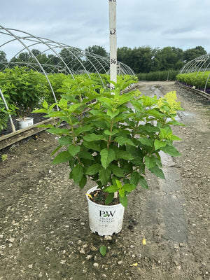 Limelight Panicle Hydrangea shrub in a #3 Proven Winners container with emerging lime-green flower buds at a nursery.