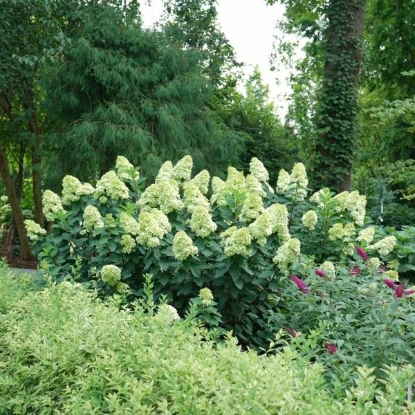 Limelight Prime&reg; Panicle Hydrangea