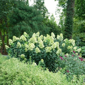 Limelight Prime&reg; Panicle Hydrangea