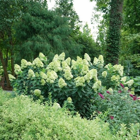 Limelight Prime&reg; Panicle Hydrangea