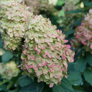 Close-up of pink, white, green hydrangea flowers on Limelight Prime® Panicle Hydrangea Tree blooming in late summer to early fall.