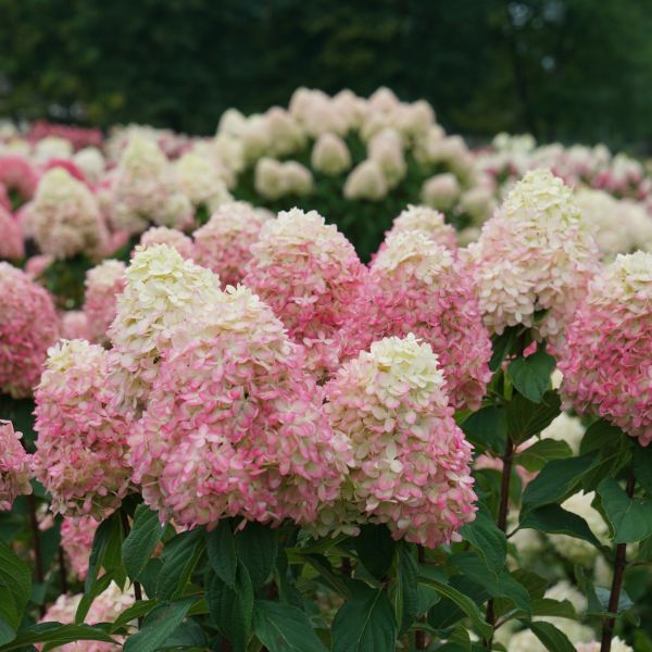 Limelight Prime® Panicle Hydrangea Tree