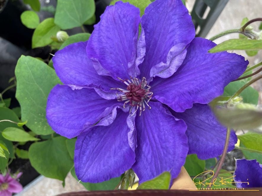 clematis Lindsay™ Clematis | Buy at NatureHills.com