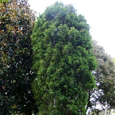 Cyde Tree Cypress Tree Identification: Varieties & Landscape Uses