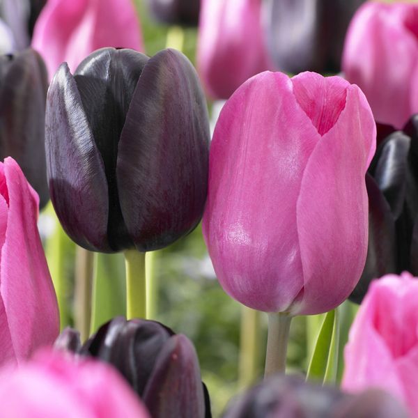 Lip Stick Tulip Blend - Nature Hills Nursery - 15 Pack Bulbs - 