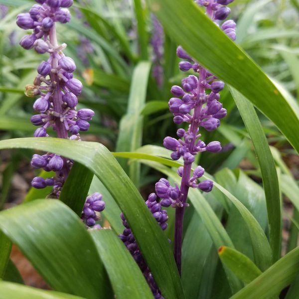 Close-up of blue liriope flowers on Big Blue Liriope blooming in late summer to early fall.