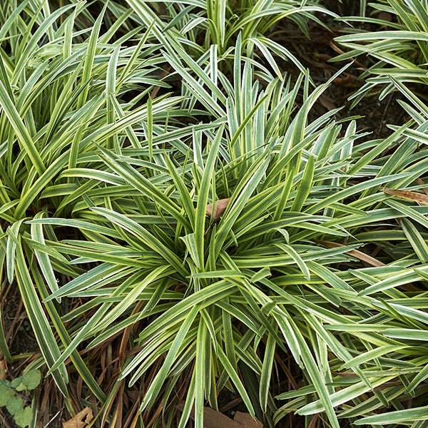 Silvery Sunproof Liriope (Liriope 'Silvery Sunproof'), a perennial featuring purple flowers and perennial.