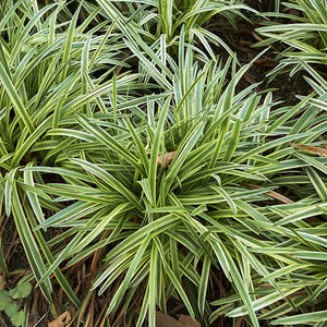 Silvery Sunproof Liriope (Liriope 'Silvery Sunproof'), a perennial featuring purple flowers and perennial.