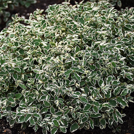 Little Angel Burnet - Nature Hills Nursery - #1 Container - 