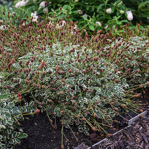 Little Angel Burnet (Sanguisorba officinalis var. microcephala 'Little ...), a perennial featuring red flowers and perennial.