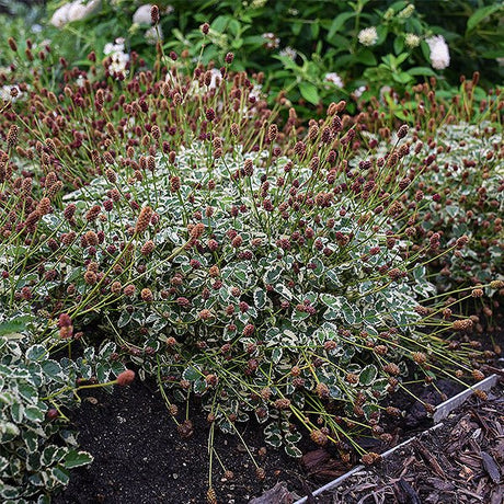 Little Angel Burnet (Sanguisorba officinalis var. microcephala 'Little ...), a perennial featuring red flowers and perennial.