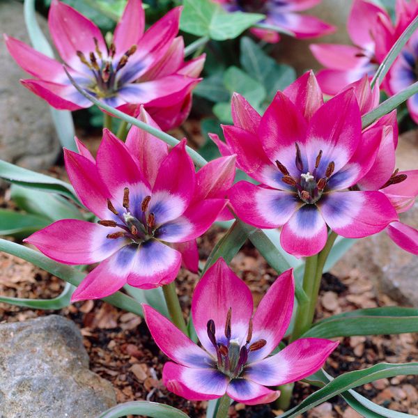 Little Beauty Tulip - Nature Hills Nursery - 12 Pack Bulbs - 