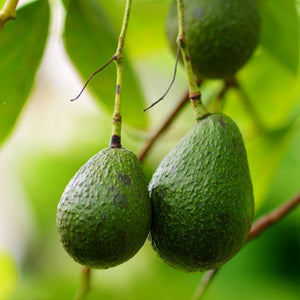 Little Cado Dwarf Avocado - Nature Hills Nursery - #5 Container - 